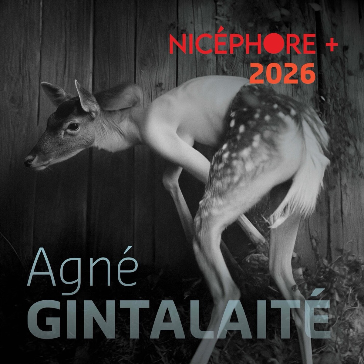 Agné Gintalaitė · Festival Nicéphore + 2026 - Révélation(s)