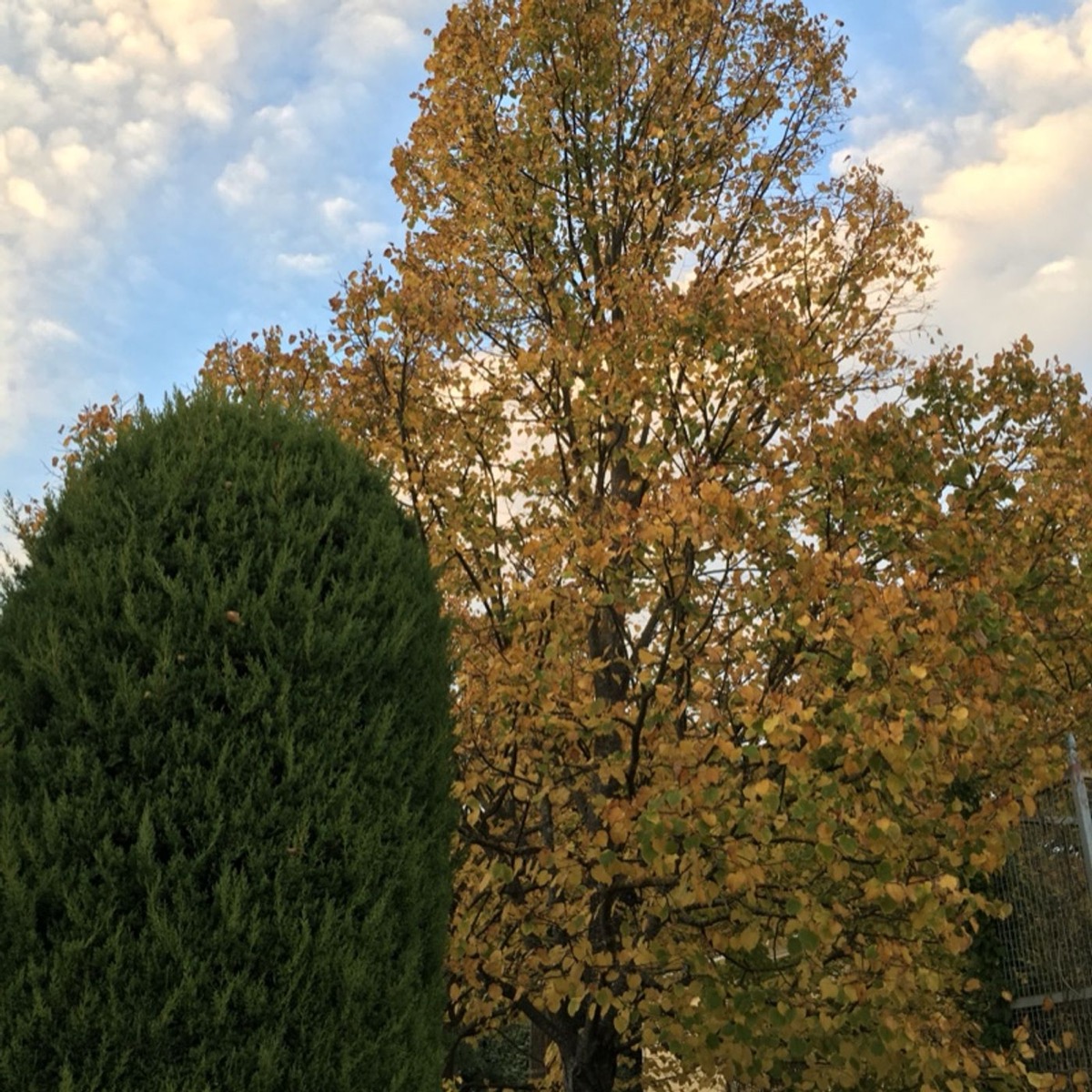 ISO et le Bruit Numerique
