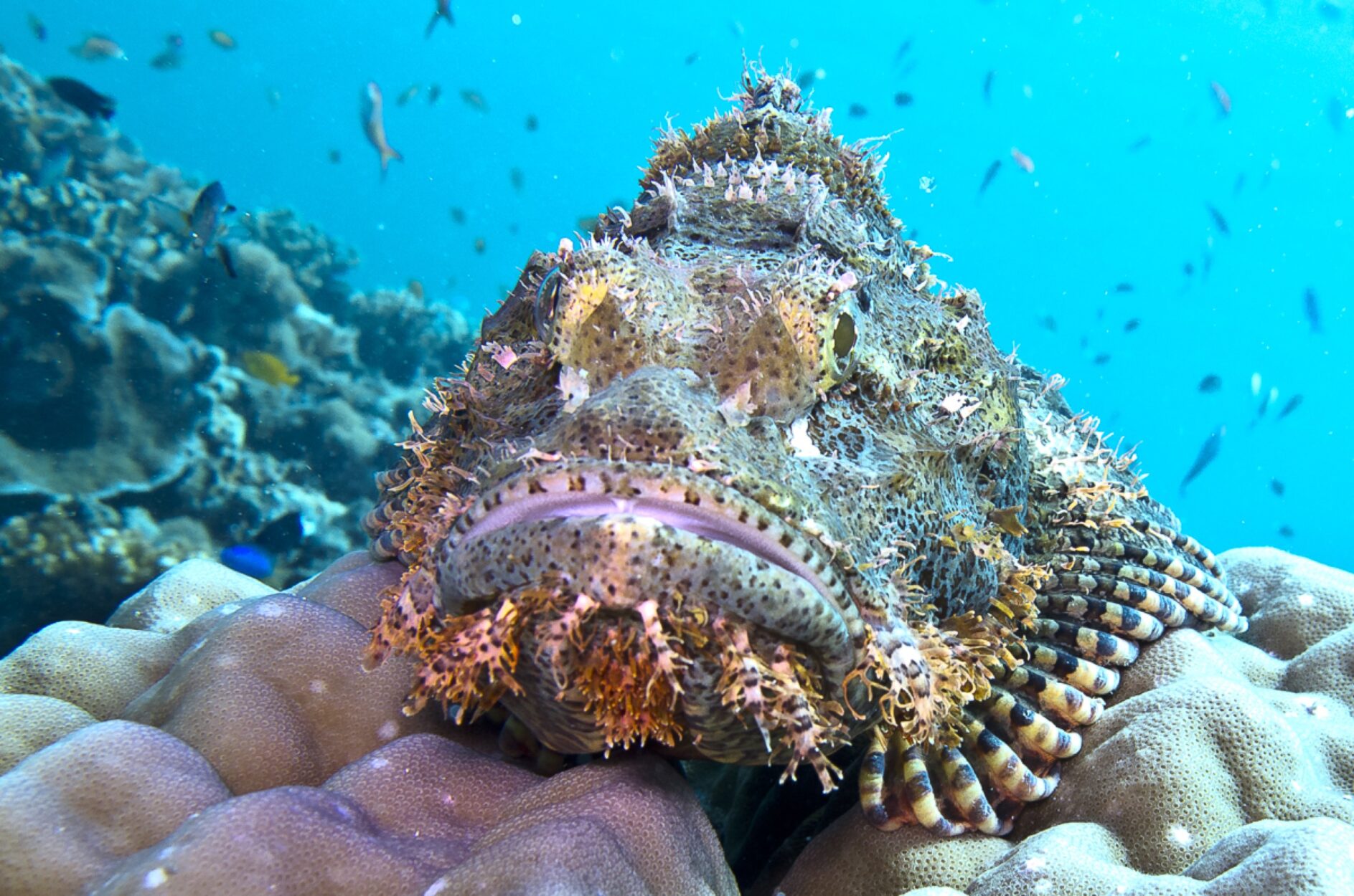 Rascasse barbue posée sur un corail, tournée vers l'objectif, dans les eaux d'Indonésie