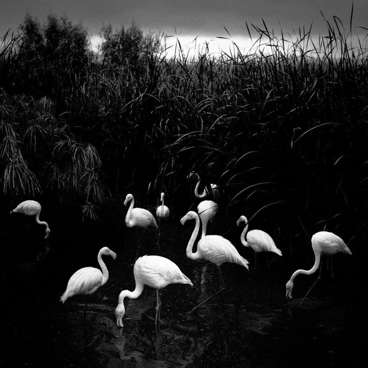 Rencontre avec Michaël Houlette, expo Pentti Sammallahti, podcast 9 Lives Magazine - Photographie & Art Visuel