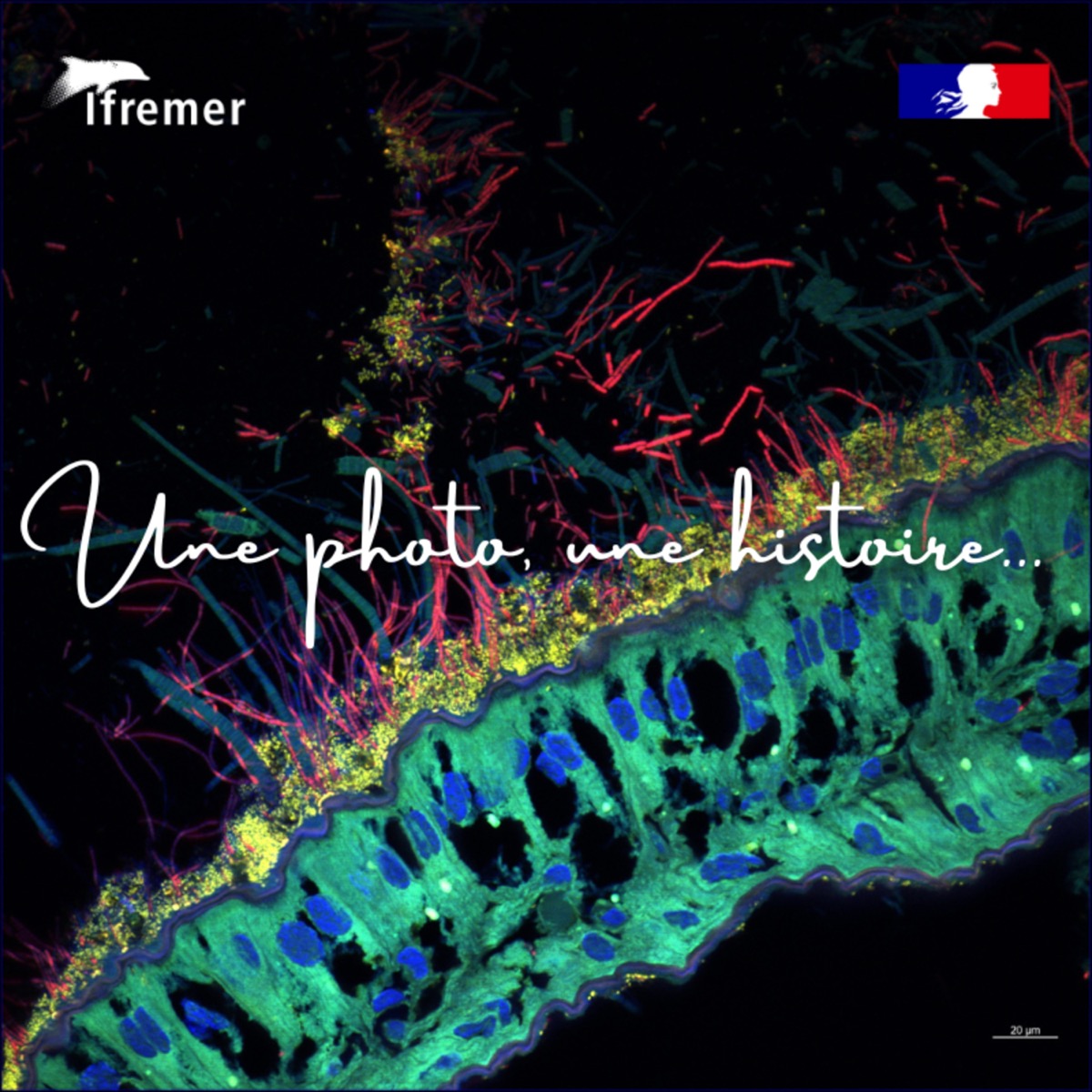 🦐 Rimicaris, la reine des abysses