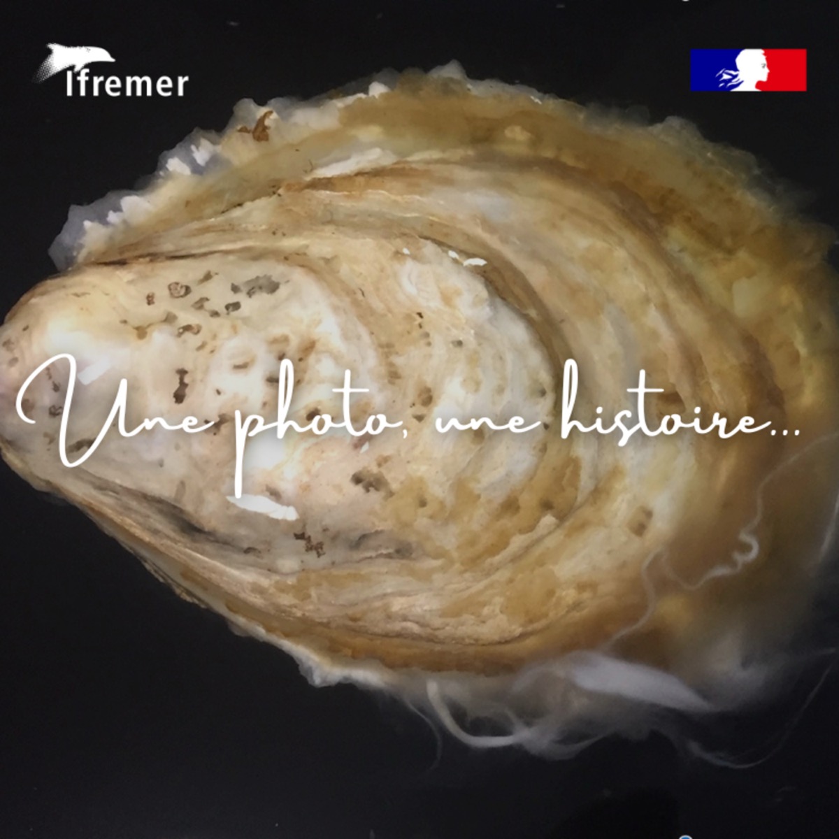 🦪 Un instant secret de la vie d’une huître