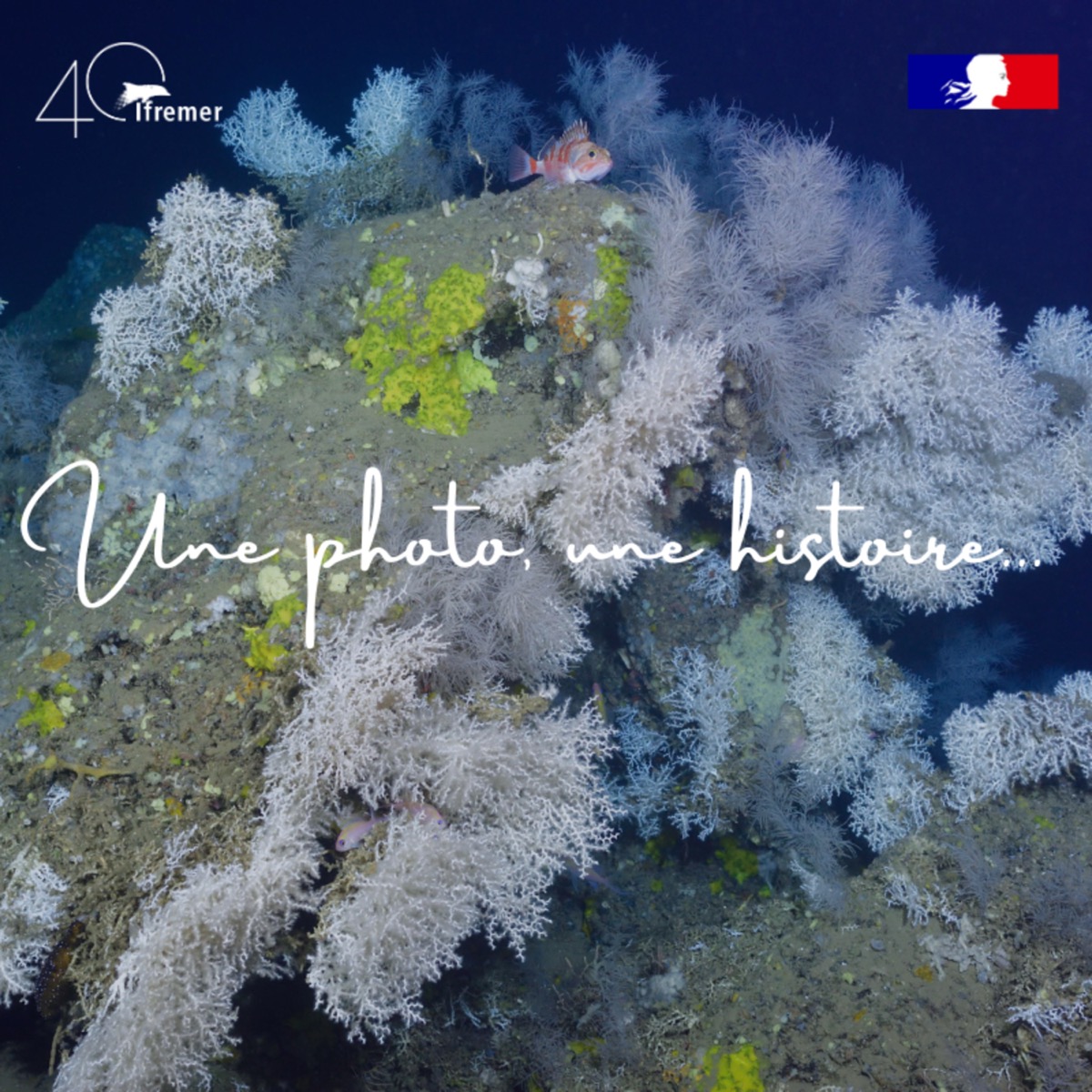 🐠 Un petit miracle dans un canyon sous-marin ! #4