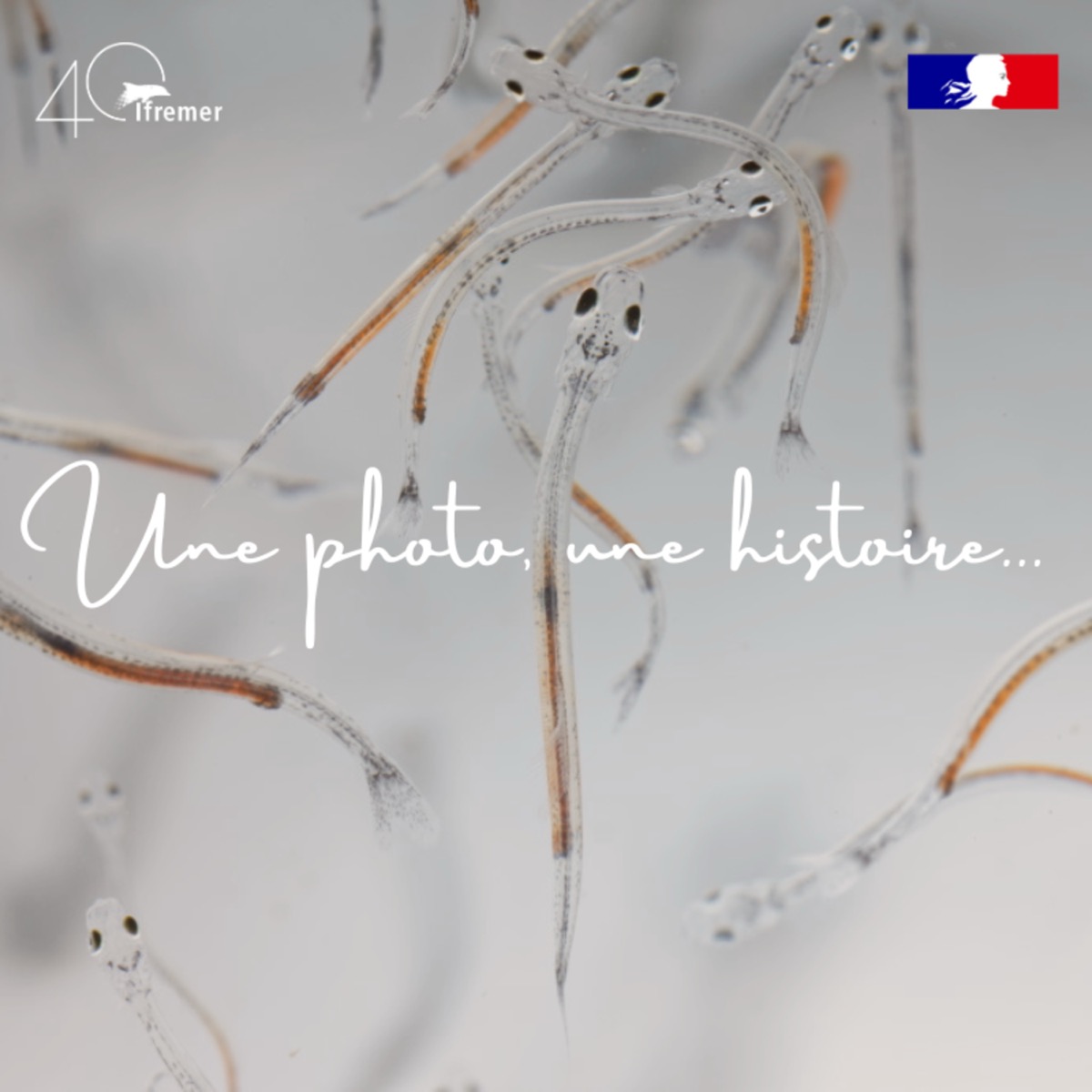 🐟 Une expérience insolite sur les effets du changement climatique ! #5