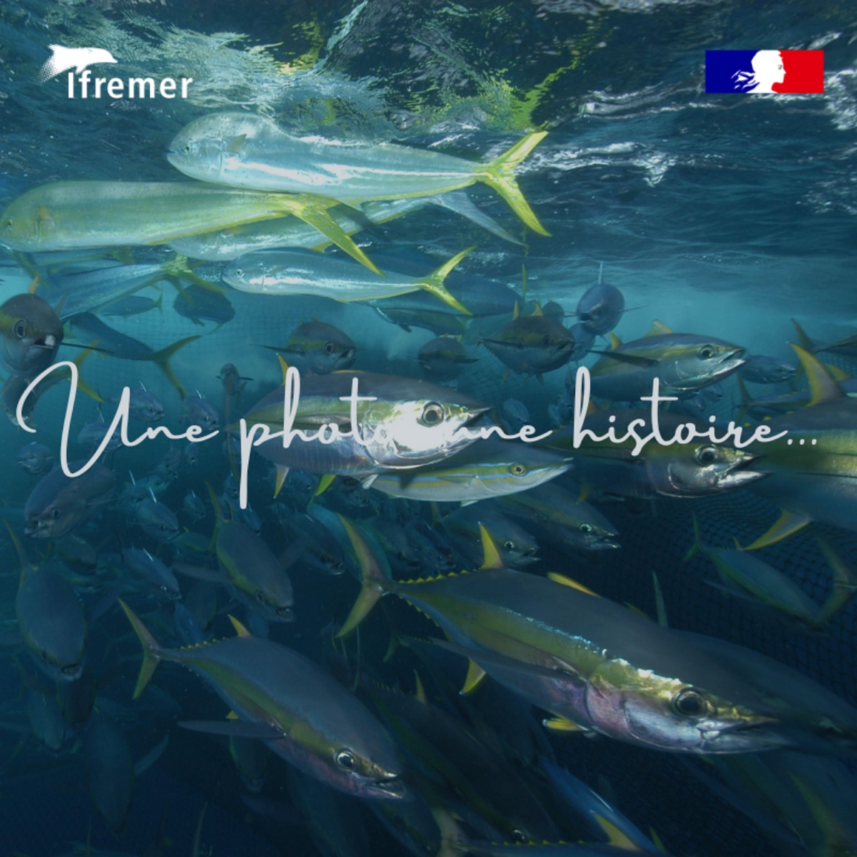 🐟 Une plongée au cœur d’un banc de thons